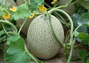 史上最喜欢吃的哈密瓜,探寻哈密瓜的甜蜜传奇