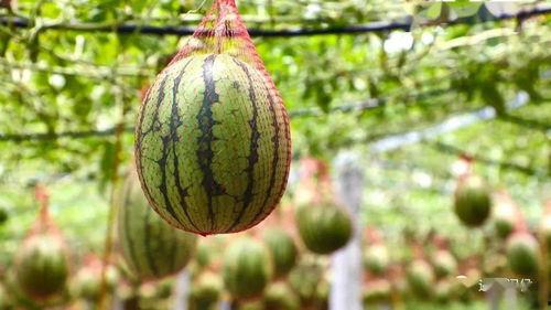 东旺吃瓜,揭秘娱乐圈幕后故事