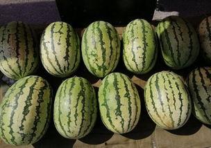 中午买瓜吃,品味甜蜜，尽享瓜果时光