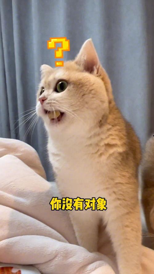 猫咪当吃瓜群众,猫咪视角下的娱乐圈风云