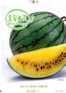 请黑色吃瓜,揭秘娱乐圈背后的秘密与真相