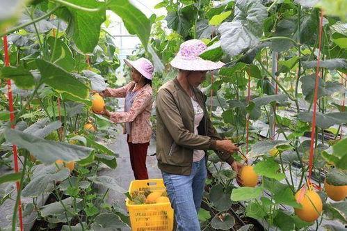 吃瓜网红地点,吃瓜群众的美食天堂