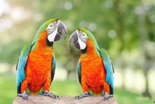 鹦鹉可以吃白瓜不