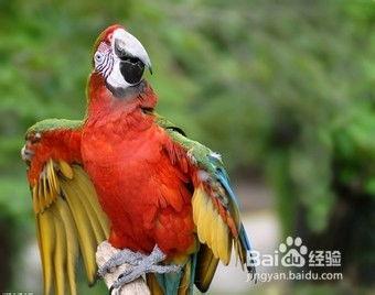 鹦鹉可以吃白瓜不