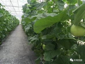 紫竹山庄吃瓜,揭秘吃瓜群众的欢乐盛宴