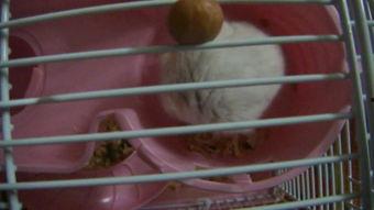 小仓鼠吃花生瓜,萌宠美食之旅