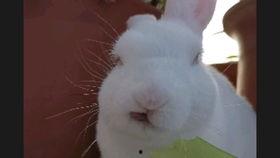 小仓鼠吃花生瓜,萌宠美食之旅