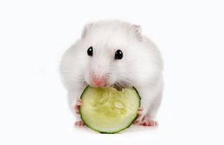 小仓鼠吃花生瓜,萌宠美食之旅