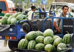 招远皮革城吃瓜