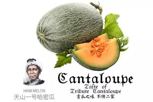 吃瓜每日推荐,吃瓜每日推荐带你尝遍人间美味