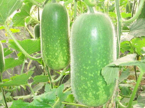 常吃土瓜好吗,健康养生新选择