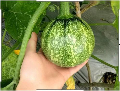 广西威胁报警吃瓜,吃瓜群众围观真相揭晓