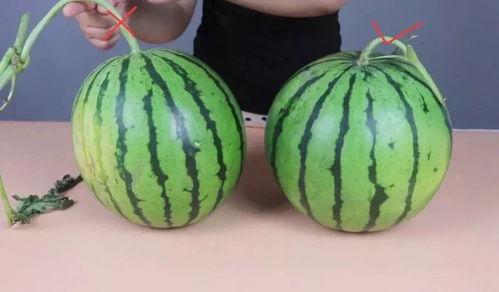 吃小瓜会胖吗,吃小瓜真的会让人发胖吗？揭秘瓜类食物的真相