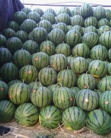 武陟乔庙吃瓜,夏日炎炎，吃瓜消暑，感受乡村风情