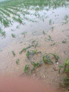 武陟乔庙吃瓜,夏日炎炎，吃瓜消暑，感受乡村风情