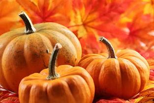 烫伤可以吃嫩瓜,嫩瓜助力健康饮食新选择