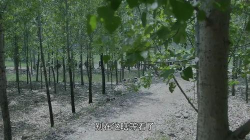 兰桐花开吃瓜,一场别开生面的乡村盛宴