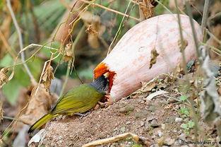 小鸟吃的瓜,小鸟的美食之旅