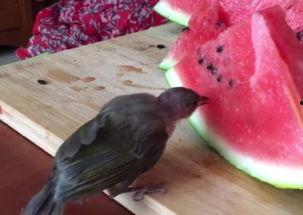 小鸟吃的瓜,小鸟的美食之旅