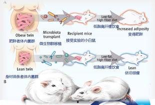 吃瓜公众号小王,带你领略娱乐圈幕后风云
