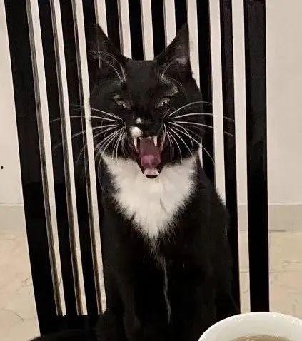 社恐猫吃瓜,揭秘猫咪社交恐惧症背后的趣味生活