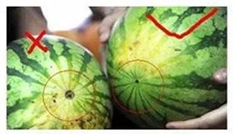 买瓜吃西瓜视频,揭秘短视频平台的趣味与智慧