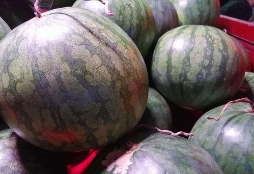 买瓜吃西瓜视频,揭秘短视频平台的趣味与智慧