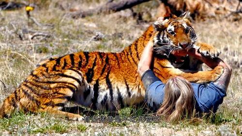 老虎打架群虎吃瓜,老虎打架背后的生态奇观