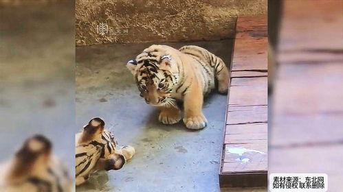 老虎打架群虎吃瓜,老虎打架背后的生态奇观
