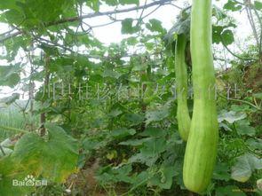 砍瓜叶尖怎么吃,砍瓜叶尖的独特食用方法