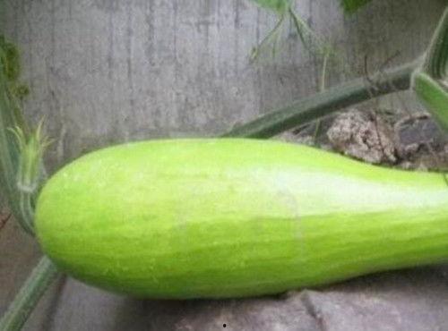 砍瓜叶尖怎么吃,砍瓜叶尖的独特食用方法