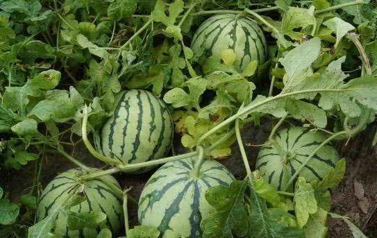 祥云路吃瓜音乐,一场别开生面的街头音乐盛宴