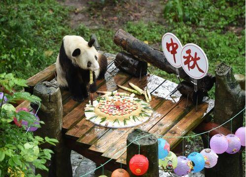 熊猫果园吃瓜直播