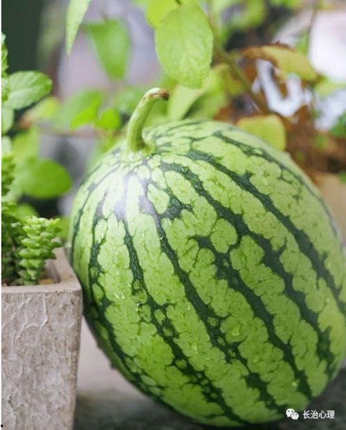 心月吃瓜,揭秘娱乐圈那些不为人知的幕后故事