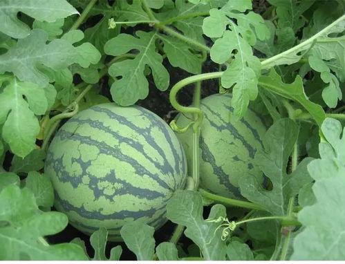 商丘吃瓜曝光事件,网络舆论漩涡中的真相探寻