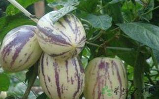 女人吃茄瓜好吗,女性健康饮食新选择