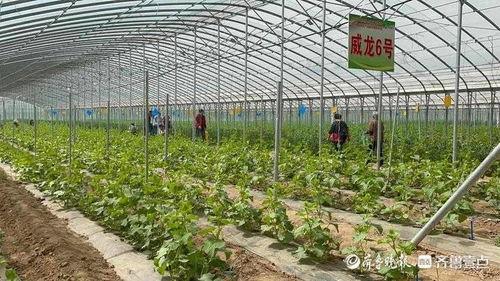 城寨吃瓜,吃瓜群众揭秘神秘城寨背后的故事