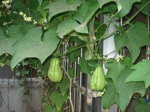 佛手瓜哪个季节吃最好吃,佛手瓜的最佳食用季节揭秘