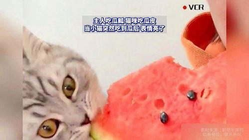猫猫和主任吃瓜,猫猫与主任的瓜田奇遇记