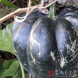 小孩吃方瓜好不,儿童营养佳品，美味与健康的完美结合